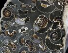 Polished Ammonite Fossils - Marston Magna Marble #22093-1